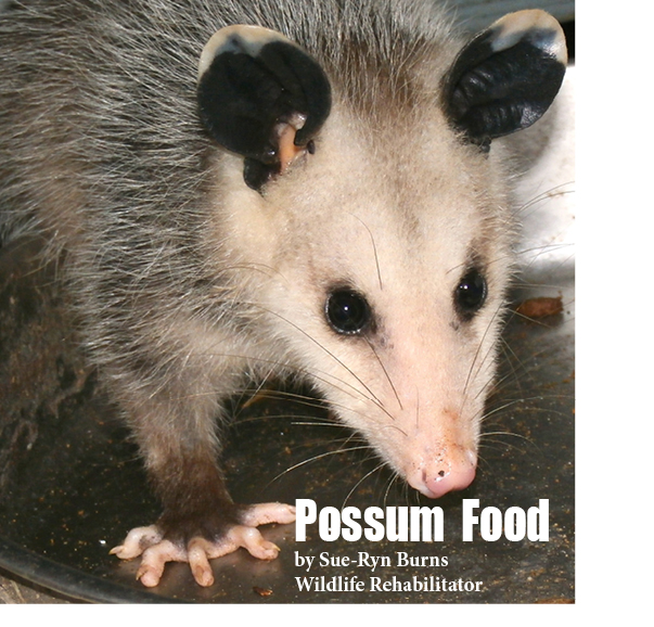 SueRyn Burns Possum Food